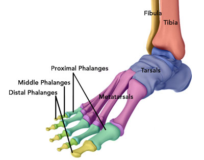 Foot & Ankle anatomy